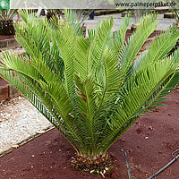 Jungpflanze von Encephalartos lebomboensis in Kultur