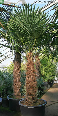 Erwachsene Trachycarpus fortunei - Größe 220 cm