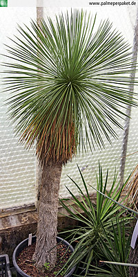 Yucca linearifolia in Kultur mit Stamm 90 cm