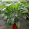 Arenga hookeriana in Kultur - Größe 130 cm