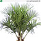 Jungpflanze von Butia odorata - Größe 220 cm