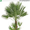 Jungpflanze von Chamaerops humilis - Größe 140 cm
