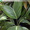 Jungpflanze von Chambeyronia sp. 'Houailou' - Größe 30 cm