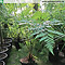 Jungpflanze von Cyathea australis in Kultur - Größe 120 cm