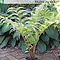 Jungpflanze von Cyathea brownii - Größe 30 cm
