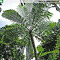Erwachsene Cyathea brownii im natürlichen Verbreitungsgebiet - Größe 600 cm