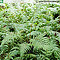 Jungpflanze von Cyathea cooperi - Größe 20 cm