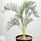 Jungpflanze von Macrozamia moorei - Größe 30 cm