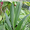 Blatt von Pinanga speciosa - Größe 80 cm