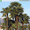 Trachycarpus fortunei in Kultur im Schweizer Tessin