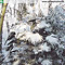 Trachycarpus wagnerianus im Schnee