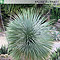 Erwachsene Yucca rostrata im natürlichen Verbreitungsgebiet