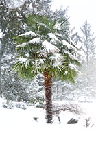 Trachycarpus fortunei im Schnee